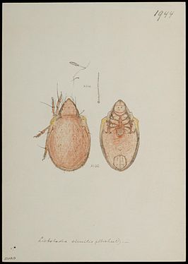 Liebstadia similis