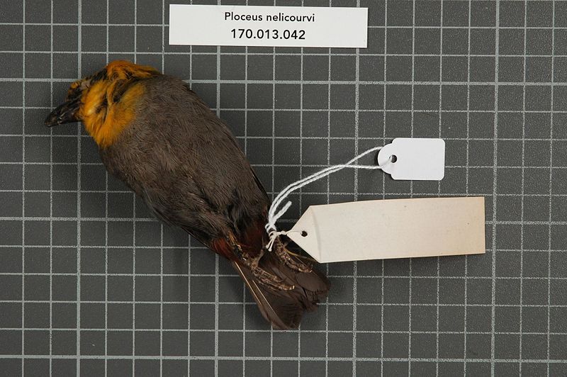 File:Naturalis Biodiversity Center - RMNH.AVES.151297 2 - Ploceus nelicourvi (Scopoli, 1786) - Ploceidae - bird skin specimen.jpeg