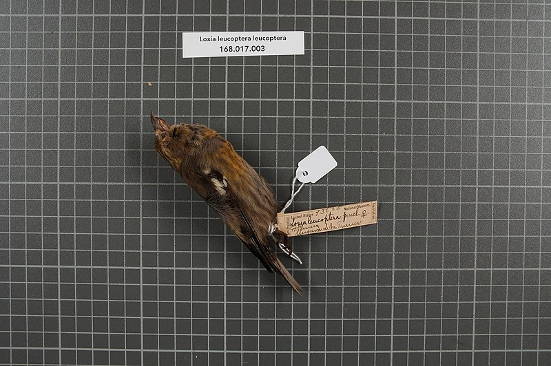 File:Naturalis Biodiversity Center - RMNH.AVES.160168 2 - Loxia leucoptera leucoptera Gmelin, 1789 - Fringillidae - bird skin specimen.jpeg