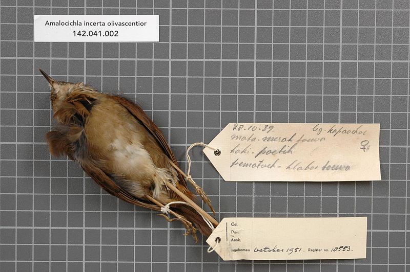 File:Naturalis Biodiversity Center - RMNH.AVES.18553 2 - Amalocichla incerta olivascentior Hartert, 1930 - Turdidae - bird skin specimen.jpeg