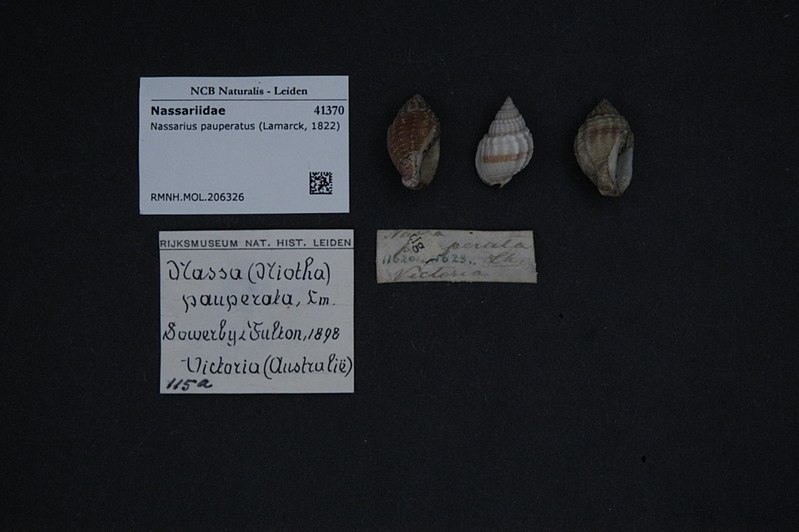 File:Naturalis Biodiversity Center - RMNH.MOL.206326 - Nassarius pauperatus (Lamarck, 1822) - Nassariidae - Mollusc shell.jpeg