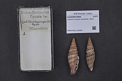 Naturalis Biodiversity Center - RMNH.MOL.216956 - Vexillum lyratum (Lamarck, 1822) - Costellariidae - Mollusc shell.jpeg