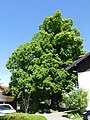 Deutsch: Naturdenkmal Oberpframmern 1 „Sommerlinde im Wirtsgarten der Frau Stadler“, Landkreis Ebersberg, Bayern