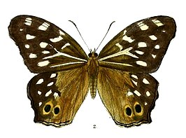 Neope pulahoides