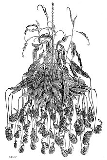 Nepenthes rafflesiana cultivated in England as illustrated in The Gardeners' Chronicle and Agricultural Gazette, 1872. Nepenthes rafflesiana Gardeners' Chronicle and Agricultural Gazette 1872.jpg