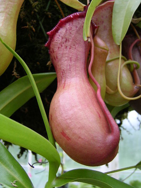 File:Nepenthes ventricosa.jpg