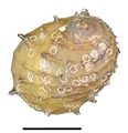 Neritina juttingae shell 2.png