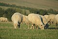 Sheep at Nettlecombe Farm, Nettlecombe, Isle of Wight, seen in August 2010.