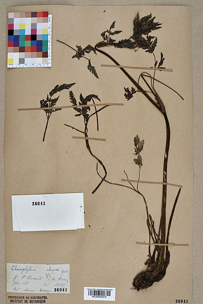 File:Neuchâtel Herbarium - Chaerophyllum elegans - NEU000006278.jpg