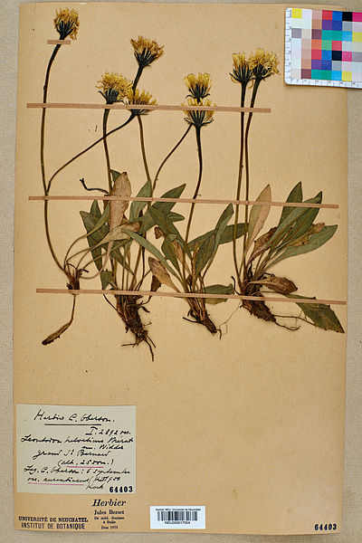 File:Neuchâtel Herbarium - Leontodon helveticus - NEU000017554.jpg