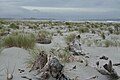 Beach of Haast