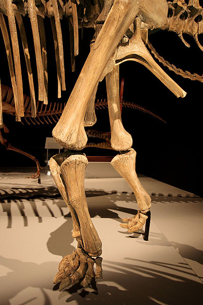 File:Nigersaurus hindlimb.jpg