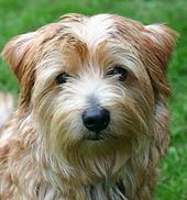 in the 1880s British sports men developed a working terrier named the Norwich Terrier that later changed to Norfolk Terrier. Norfolk-terrier.JPG