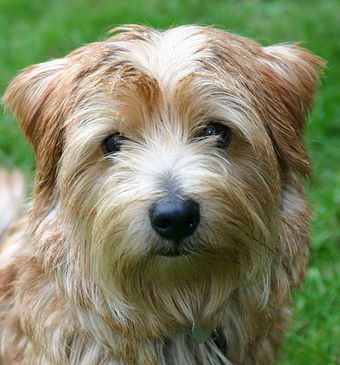 Norfolk Terrier portrait