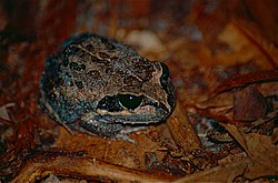 Northern Bullfrog (Limnodynastes terraereginae) (9994415814).jpg