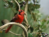 Cardinal