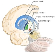 Noyau-gris-centraux3.jpg