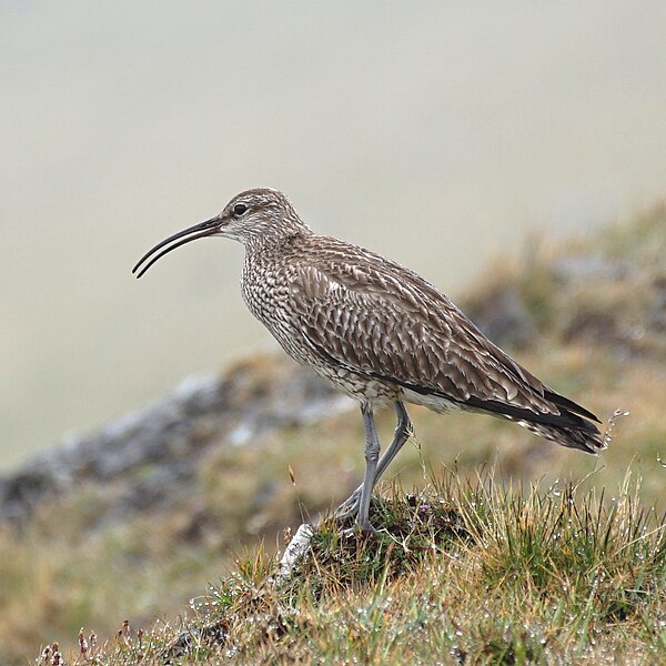 File:Numenius phaeopus Faroe Islands.jpg