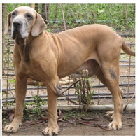 Filhotes puros de Fila Brasileiro - Cachorros e acessórios