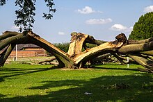 Oak tree split by lightning, an abiotic cause of injury. Oak tree struck by lightning - geograph.org.uk - 4084083.jpg