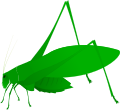 Oblong winged katydid - green morph (Amblycorypha oblongifolia)