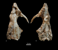 Ocepeia daouiensis cranium.png