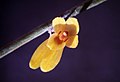 Octomeria brevifolia flower Suriname