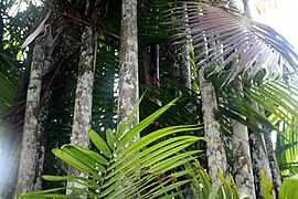 Oenocarpus mapora 1zz.jpg