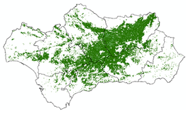 Map of olive cultivation in Andalusia, the most productive region in the world