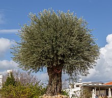 Olive tree in a herb garden in Polis, Cyprus.jpg