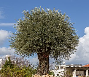 זית אירופי: עץ הזית, היסטוריה, שימושים