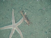 Olimpiade Coast National Marine Sanctuary 2010 Luidia foliolata.jpg