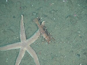 Olympic Coast National Marine Sanctuary 2010 Luidia foliolata.jpg