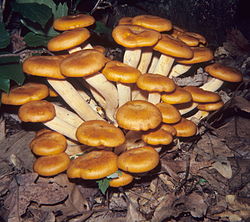 Omphalotus vindstødlodden 78007. jpg