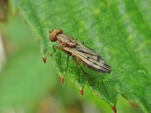 Opomyza petrei (Opomyzidae sp.), Texel, Nizozemsko - 2.jpg