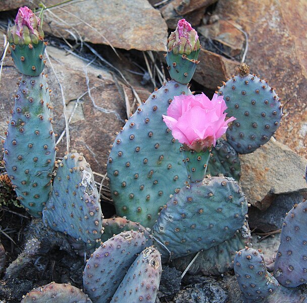 File:Opuntia basilaris beavertail cactus close.jpg