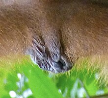 Vulva of a Bornean orangutan Orangutan vulva.jpg