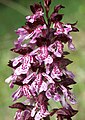 Orchis purpurea Germany - Tauberland