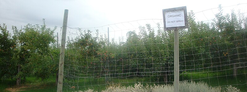 File:Organic Apples Pateros WA.JPG