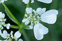 Groupe de fleurs blanches dont les pétales externes sont particulièrement longs. Étamines et pistils sont visibles.