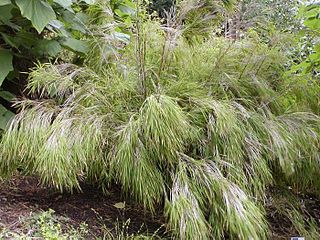 Mexican weeping bamboo Species of grass