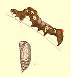 Caterpillar and pupa