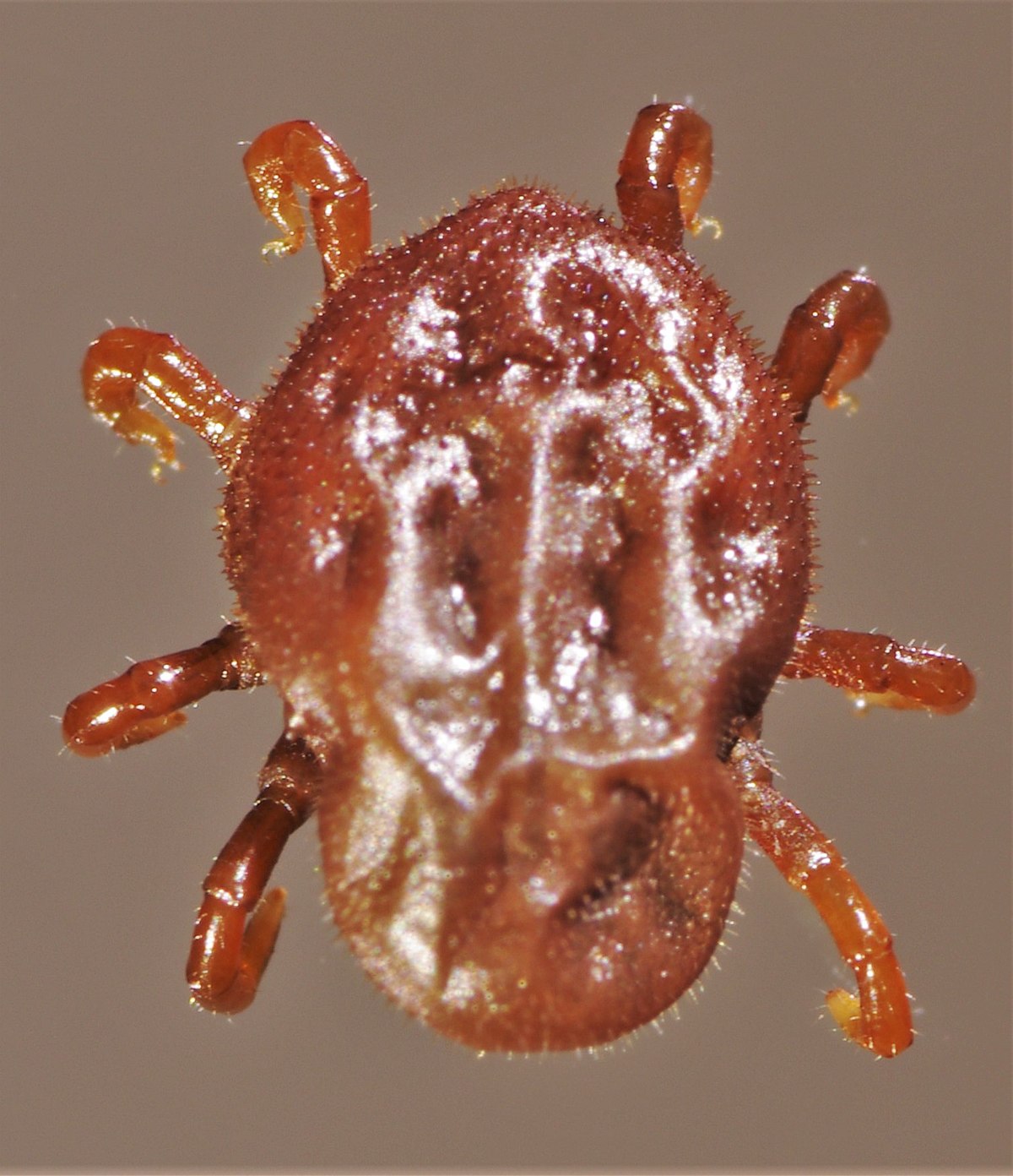 otobius megnini