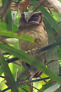 White-fronted scops owl species of bird