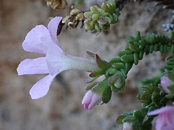 Close-up of flowers, side view. Note the tiny glandular hairs on the corolla tube, on the calyx, and on the leaves near the tip of the branch.