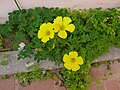 חמציץ נטוי Oxalis pes-caprae