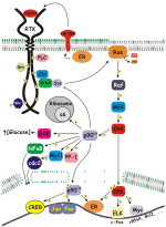 Thumbnail for Ribosomal s6 kinase