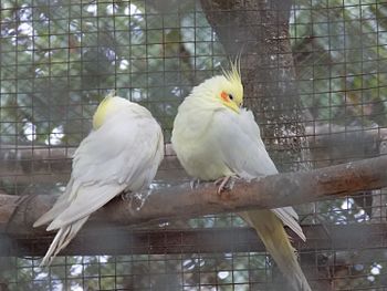 Padmaja Naidu Zoological Park,.jpg