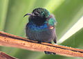 Palestine Sunbird (Proposed national bird of Palestine)