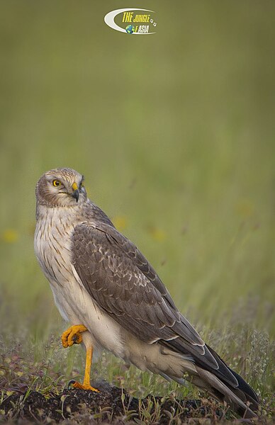 File:Pallid harrier (Circus macrourus).jpg